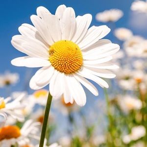 Meet your Posher, Diala